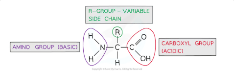 <ul><li><p>Amino acids are monomers of proteins with a central <strong>carbon atom</strong> bonded to:</p><ul><li><p><strong>Amine group (-NH₂)</strong></p></li><li><p><strong>Carboxylic acid group (-COOH)</strong></p></li><li><p><strong>Hydrogen atom (H)</strong></p></li><li><p><strong>R group</strong>, which varies and determines the properties of the amino acid (e.g., polar, non-polar, acidic, basic).</p></li></ul></li><li><p>There are <strong>20 amino acids</strong> common to all living organisms, differing only in their R groups.</p></li></ul><p></p>