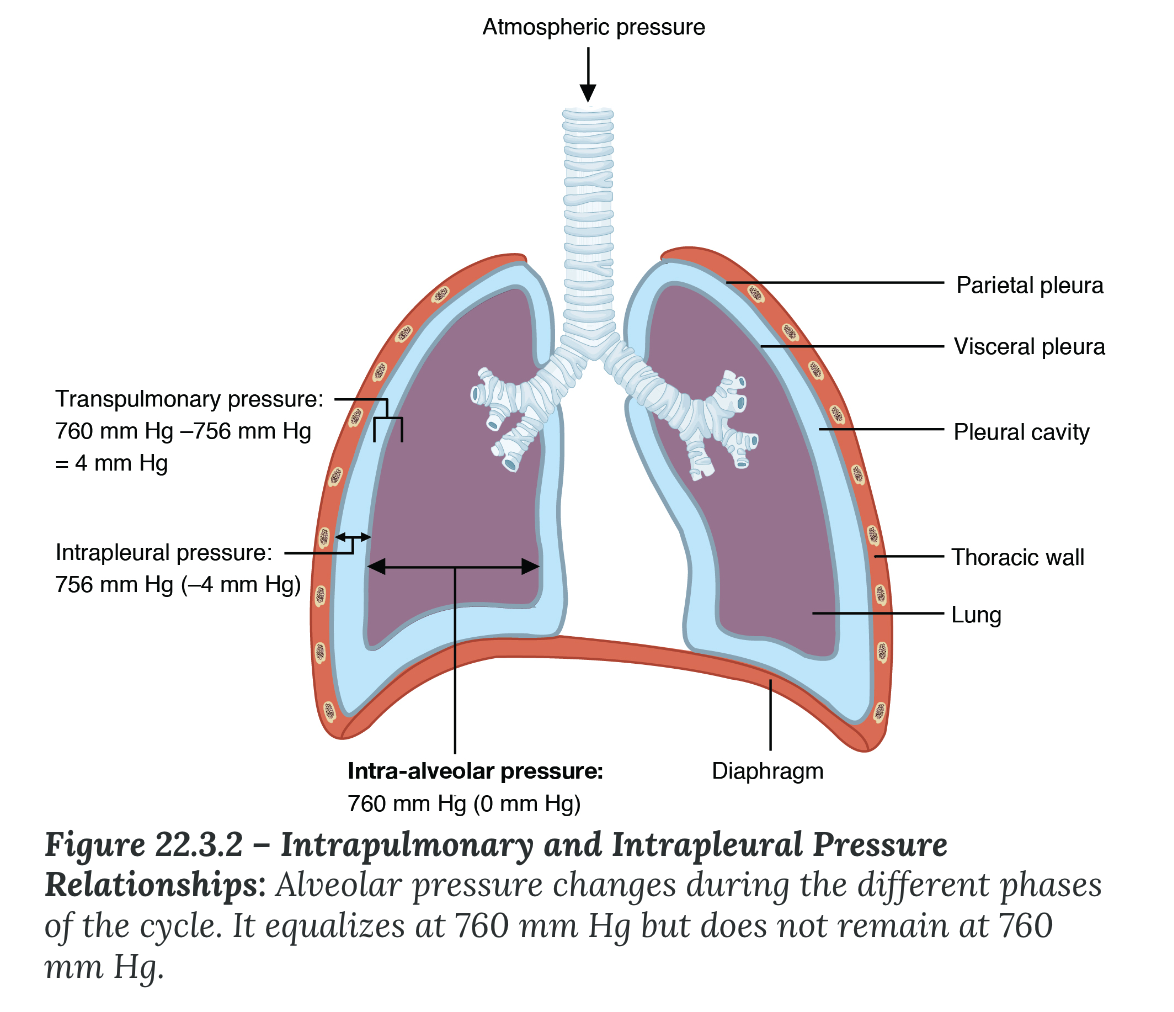 <p><strong>Pulmonary Ventilation</strong></p><ul><li><p>is dependent on three types of pressure:</p><ul><li><p><strong>Atmospheric pressure</strong></p><ul><li><p>amount of force that is exerted by gases in the air _______ any given surface, such as the body</p></li><li><p>One atm = 760 mm Hg, which is the atmospheric pressure at sea level</p></li></ul></li><li><p><strong>Intra-alveolar pressure</strong></p><ul><li><p>pressure of the air within the _____</p></li><li><p>changes during the different phases of breathing</p></li><li><p>interpulmonary pressure of the alveoli always _______ with the atmospheric pressure</p></li></ul></li><li><p><strong>Intrapleural pressure</strong></p><ul><li><p>pressure within the pleural _____</p></li><li><p>due to the fluid bond between the visceral and parietal pleura and the parietal pleura’s adhesion to the body wall and diaphragm</p></li><li><p>intrapleural pressure is always _____ than, or negative to, the intra-alveolar pressure</p></li></ul></li></ul></li></ul>