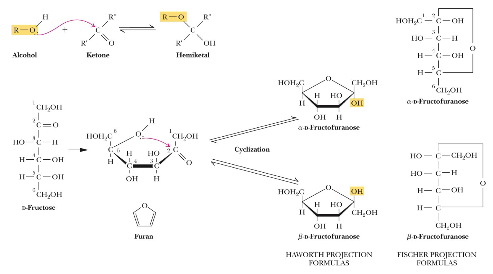 <ul><li><p>Example: Ketose (ketone functional group and alcohol functional group)&nbsp;</p></li><li><p>Chemistry: <strong>C2 - ketone, C5 - alcohol </strong>- Form a 5 membered ring structure&nbsp;“furanose”&nbsp;</p></li></ul><p></p>
