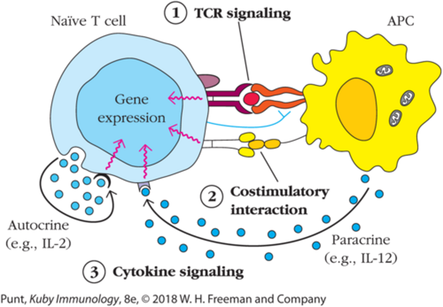 <p>1. TCR signaling</p><p>2. Costimulatory sinaling</p><p>3. Cytokine signaling (IL-2)</p>