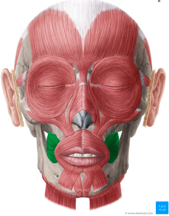 <p><span style="color: red"><strong>O: </strong></span>Maxilla &amp; mandible (posterior alveolar process of both bones; pterygomandibular raphe</p><p><span style="color: red"><strong>I: </strong></span>Modiolus (just lateral to the angle of the mouth)</p><p><span style="color: red"><strong>N: </strong></span>Facial nerve (CN VII)</p><p><span style="color: red"><strong>A: </strong></span>Compresses cheek(s)</p>