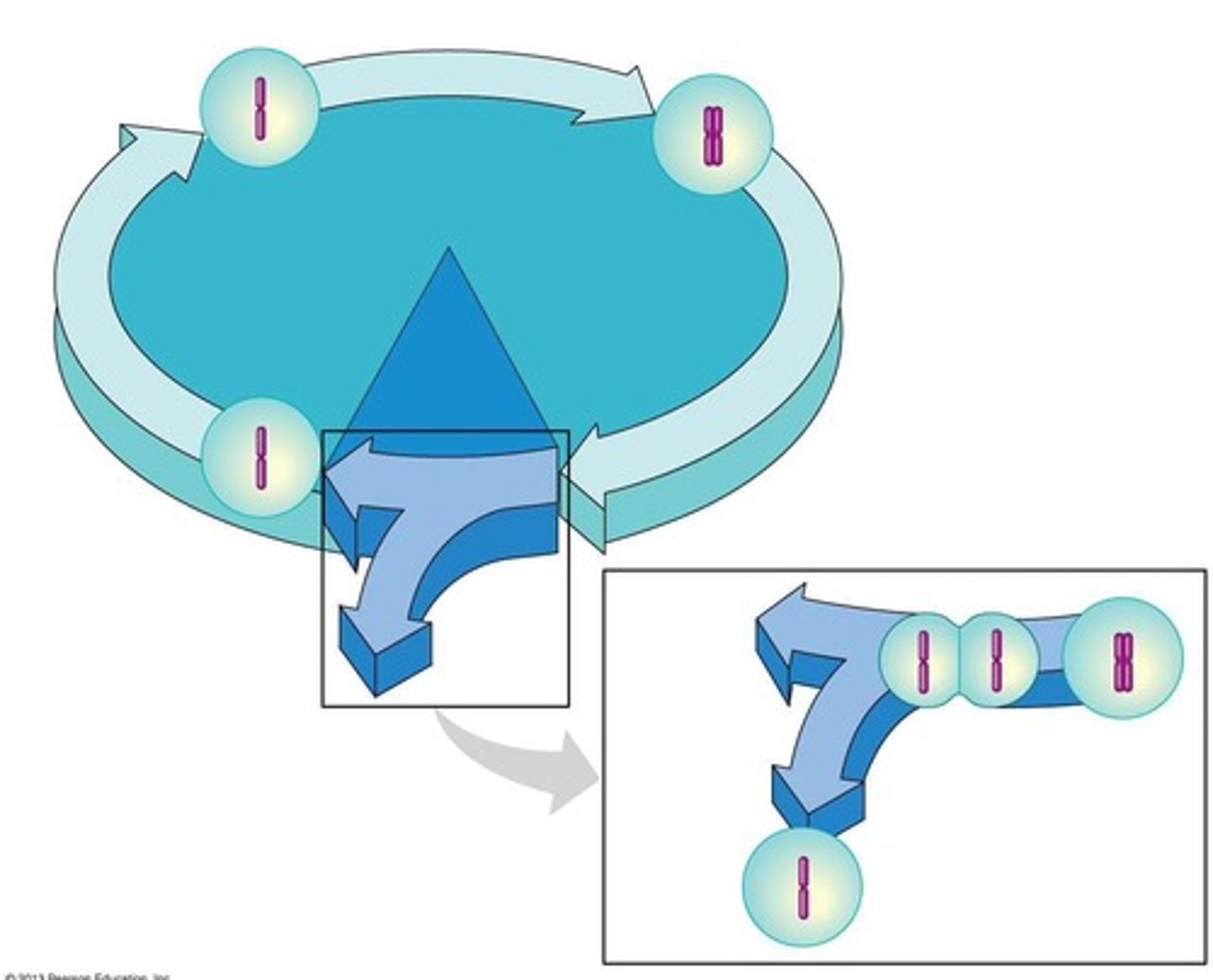<p>To predict the results of genetic crosses.</p>