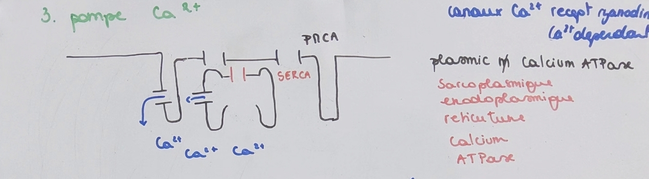 <p><code>Transport actif 1aire</code></p><ol><li><p class="has-focus">pompe Na-K ATPase</p></li><li><p class="has-focus">pompe H-K</p></li><li><p>pompe CA<sup>2+</sup></p></li></ol><p></p>