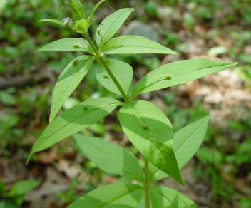 <p>what leaf arrangement?</p>