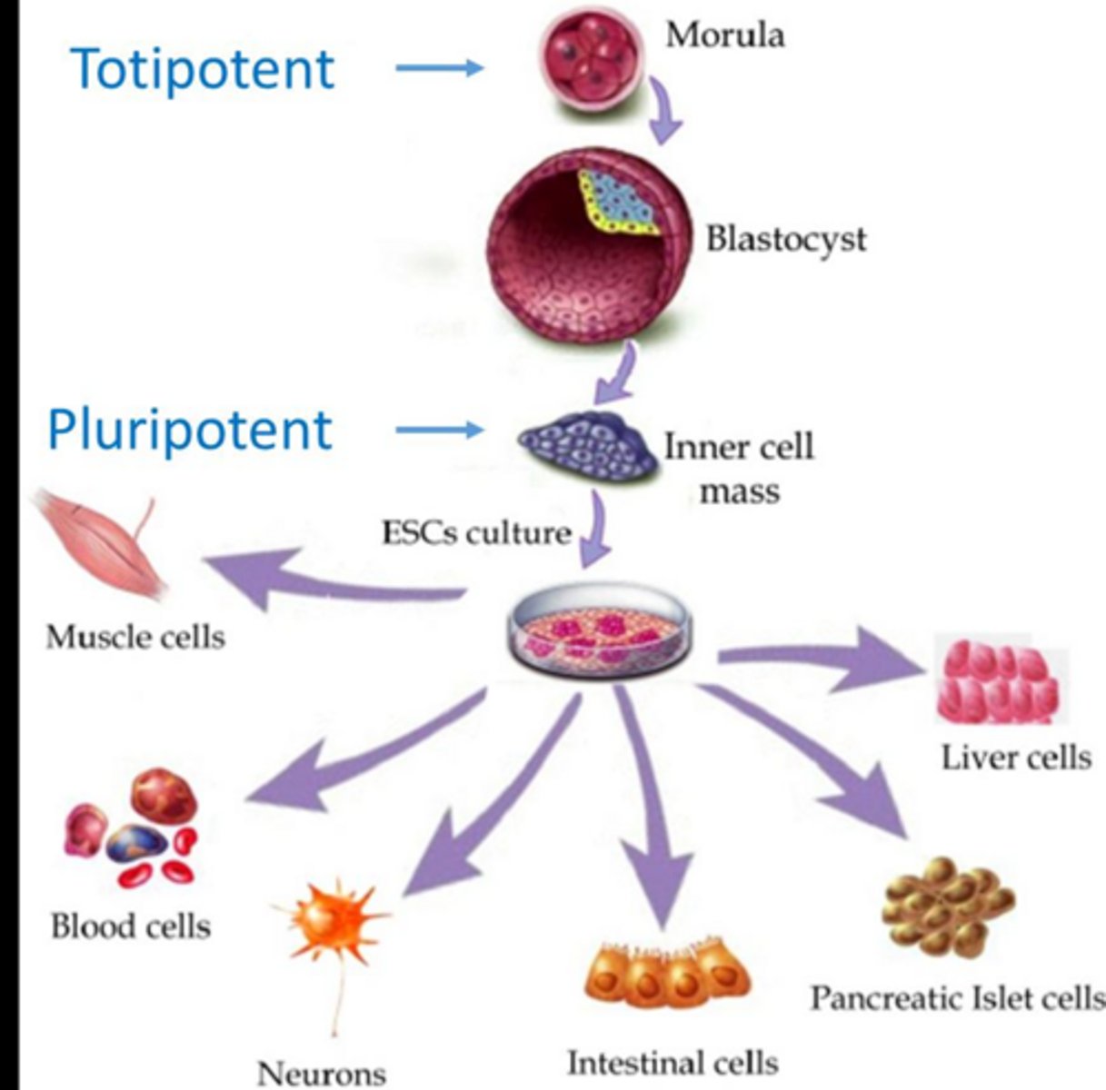 <p>Cells capable of forming all cell types; examples include the zygote and blastomeres up to the morula- (blackberry a ball) stage.</p>