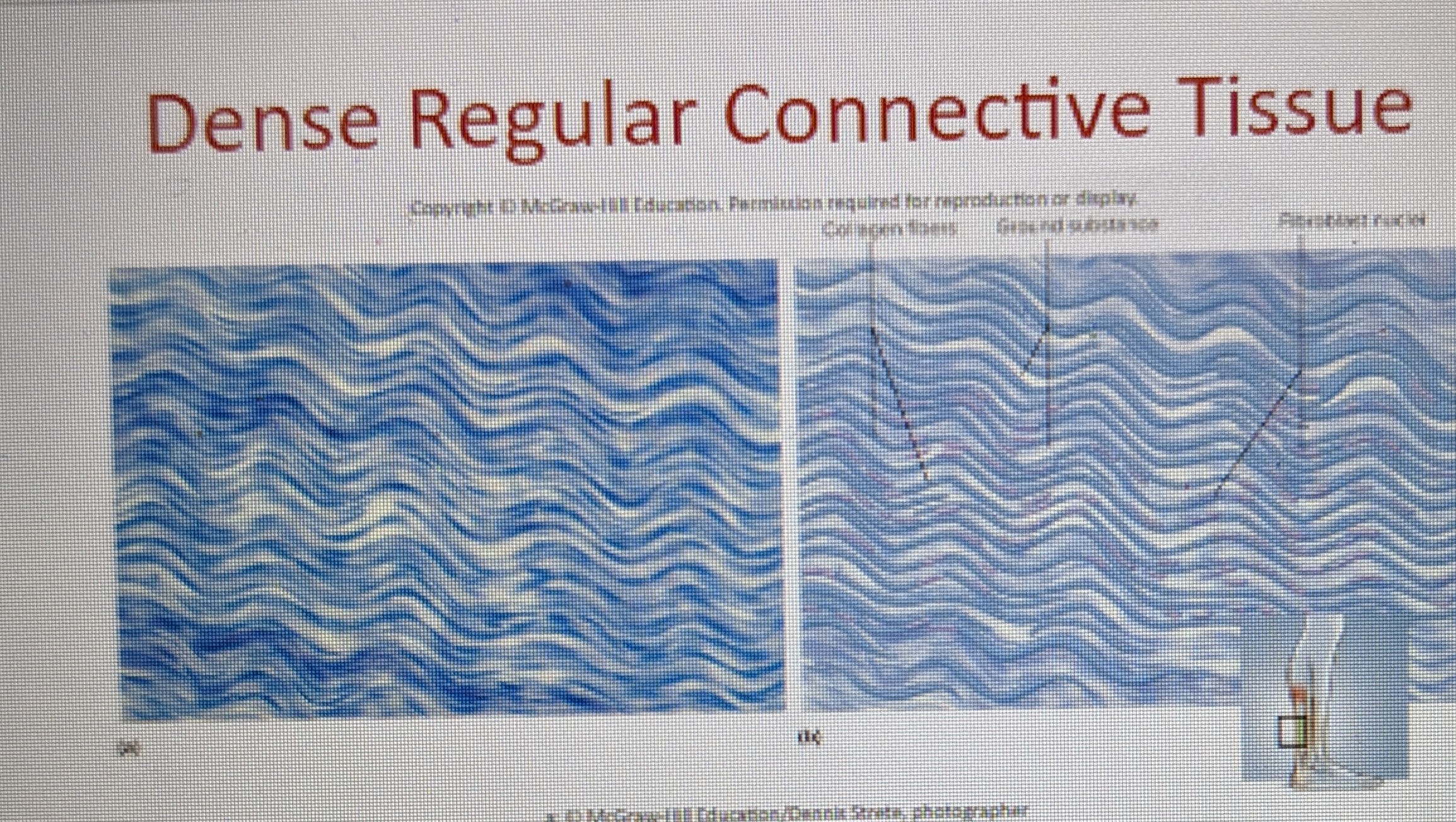* densely packed, parallel collagen fibers 
* compressed fibroblast nuclei 
* elastic tissue forms wavy sheets in some locations 
* tendons attach muscles to bones and ligaments hold bones together 
* found in tendons and ligaments 
* can resist force very well in one direction and not so well in others