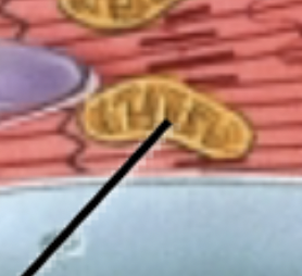 <p>What is this?</p>