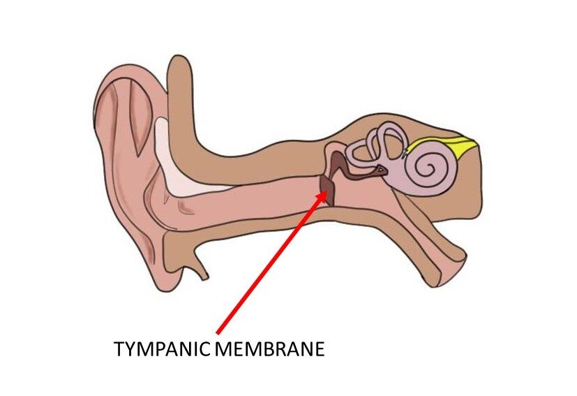 <p>tympanic membrane</p>