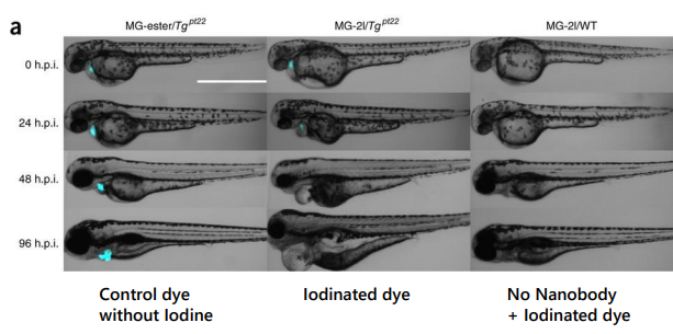 Merge of DIC and mCer3 fluorescence (cyan) showing phenotype<br />development from 0 h.p.i. to 96 h.p.i. of larval zebrafis