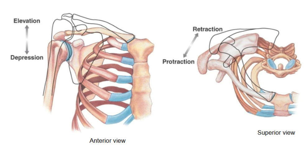 <p>Has the scapulothoracic “joint”, which is not really a joint but rather is the term used to describe how the scap is able to glide along the rib cage. Can do both elevation/depression (shrugs) and retraction/protraction (reaching forward)</p>