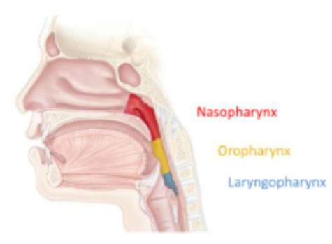 <p><span><br>• Nasopharynx (which lied immediately posterior to the nasal cavities)<br>• Oropharynx (which lies immediately posterior to the oral cavity)<br>• Laryngopharynx (which lies immediately posterior to the larynx) </span></p>
