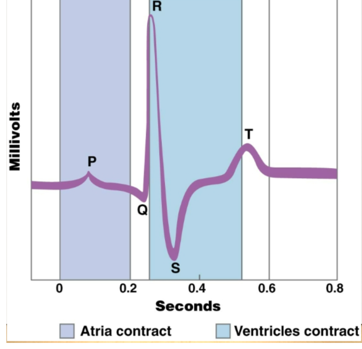 <p>A powerful tool recording the electrical events associated with the heartbeat. Abnormal patterns can indicate heart patterns. P wave: signals from SA nodes across atria and cause them to contract. QRS wave: spread of signals through ventricles and ventricular contraction. T wave: return of the ventricles to the electrical state before contraction</p>