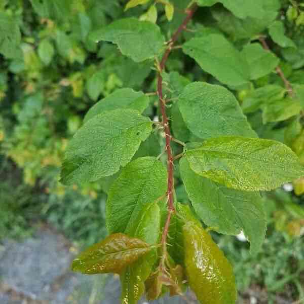 <p>Prunus domestica </p>