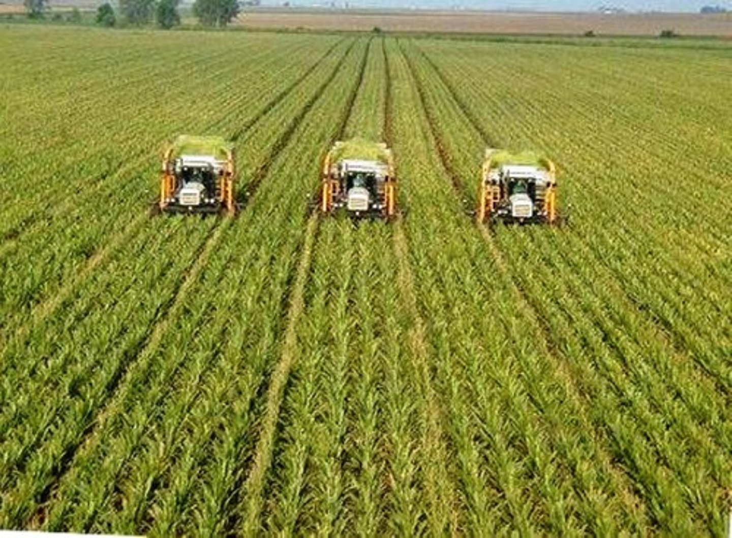 <p>Rapid diffusion of new agricultural technology, especially new high-yield seeds and fertilizers.</p>