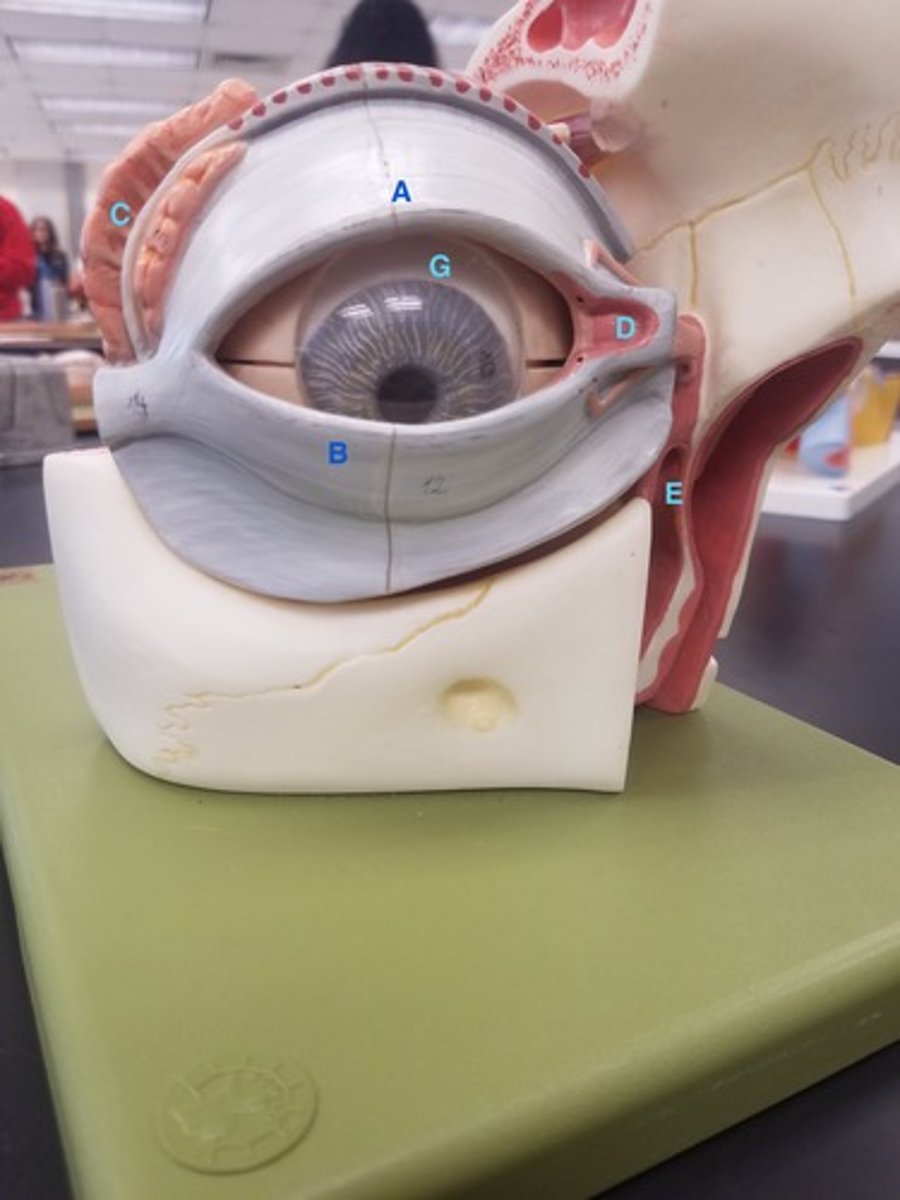 <p>Identify structure B</p>