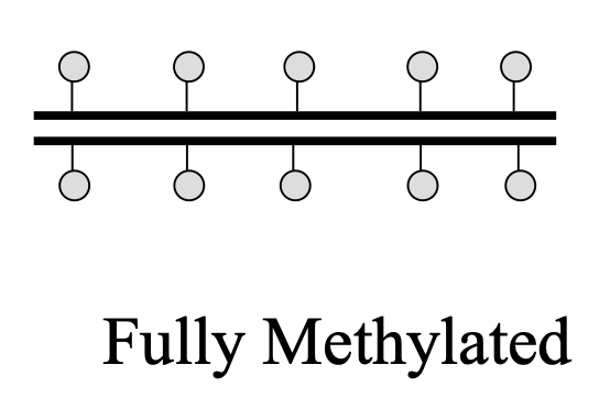 <p>when both strands, old and new, are methylated</p>