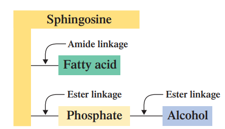 <p>SPHINGOPHOSPHOLIPIDS: What is the NON-POLAR TAIL on this Sphingophospholipids?</p>