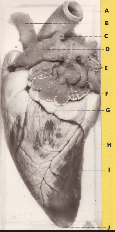 <p>H </p><p>(sheep heart)</p>
