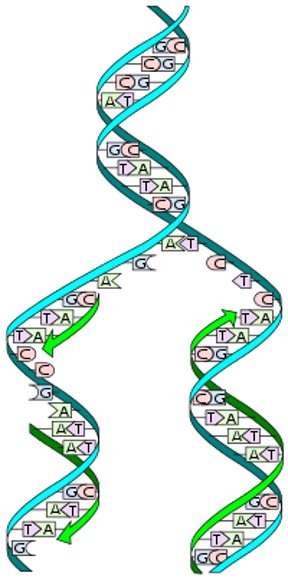 <ul><li><p>50% of DNA old, 50% new</p></li><li><p>Parental and daughter strand</p></li></ul><p></p>