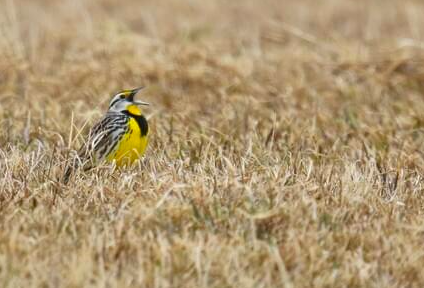 <p>Eastern Meadowlark</p>