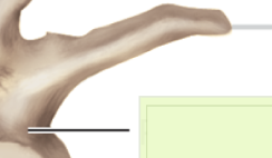 <p>Label</p>