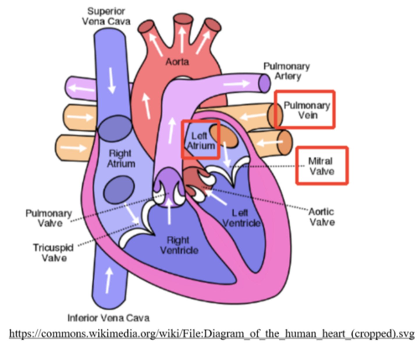 <p>bicuspid/mitral valve</p>