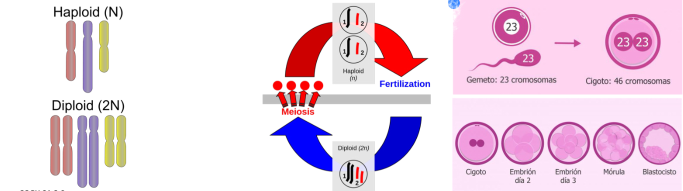 <ol><li><p>Cells are divided by meiosis (gametogenesis) which reduces by half the chromosome number (2n => n) (diploid→haploid)</p></li></ol><p></p><ol start="2"><li><p>Cell fusion: during fertilization two different genomes are joined. Haploid gametes unit to form a diploid zygote (n + n => 2n)</p></li></ol><p></p>