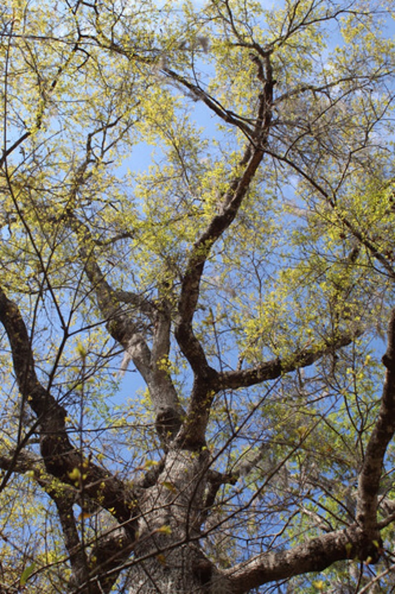 <p>what is the name of the plant pictured here? (assuming that if you could see the leaves, they would be long-elliptic, sometimes diamond shaped, and with both surfaces glabrous)</p>