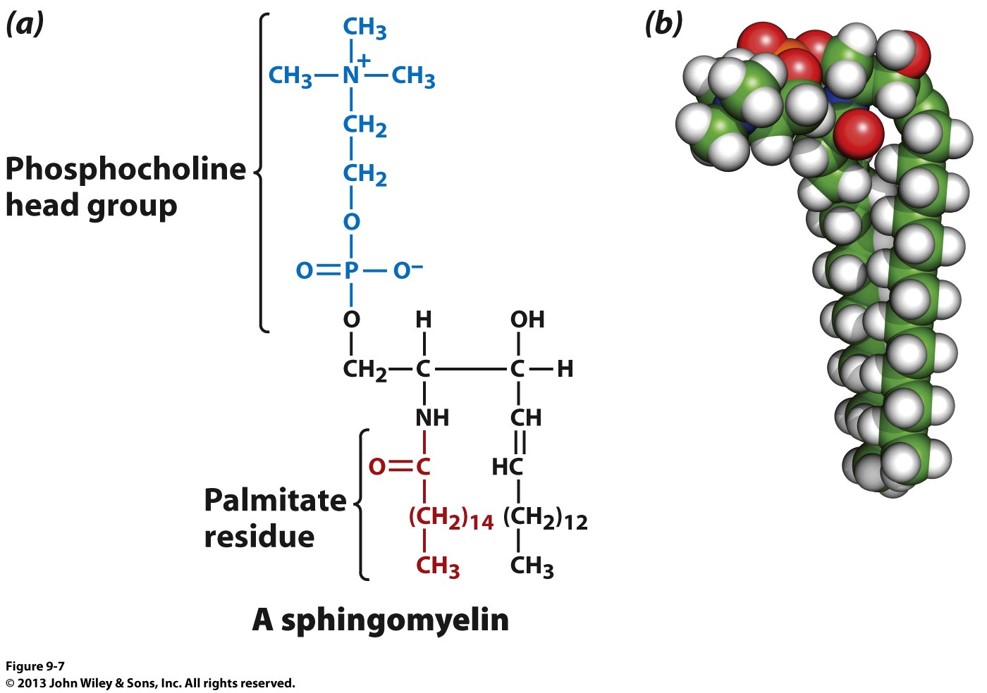 <p>what is this? which is the backbone and whats its name</p>