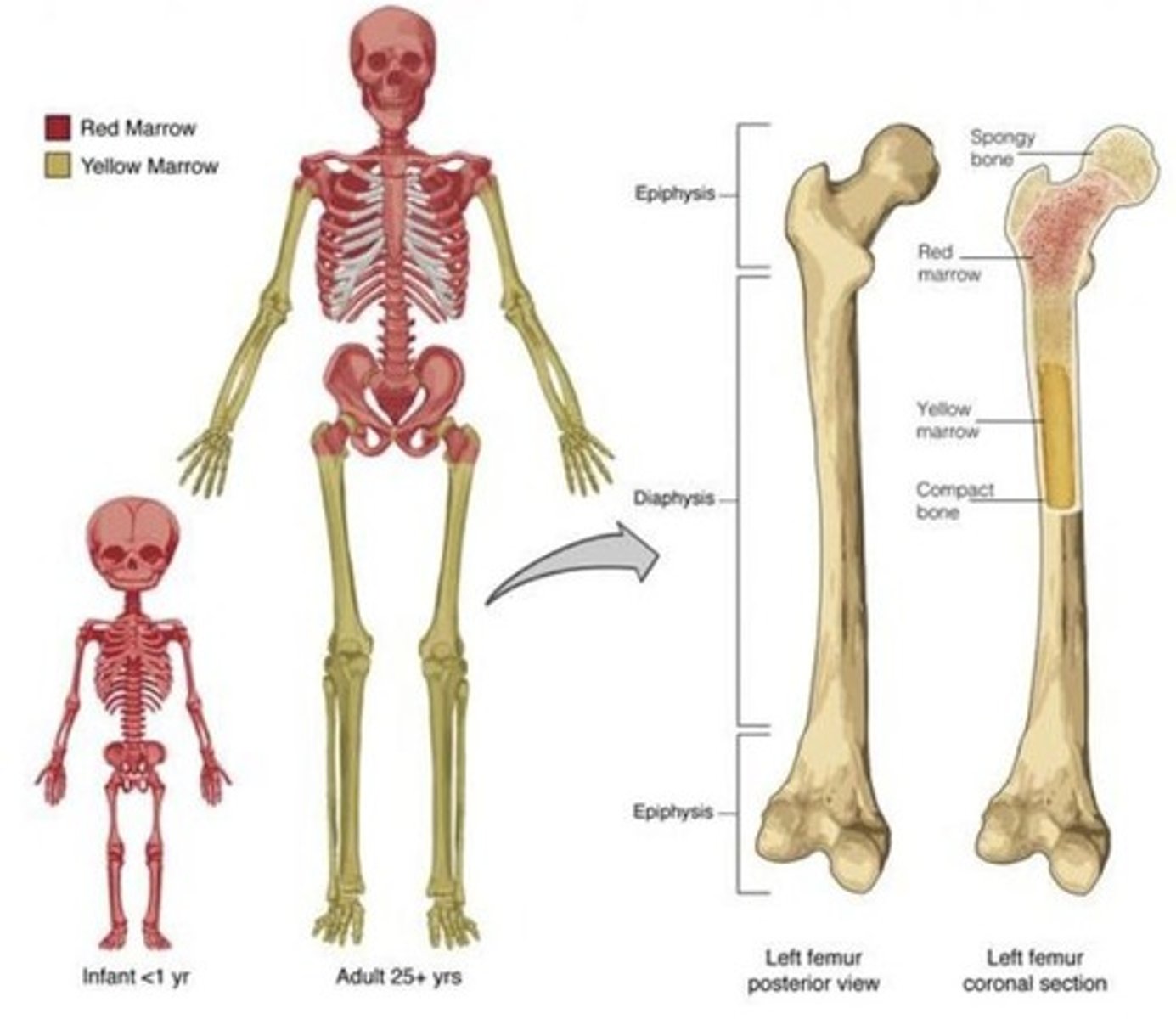 <p>Site of blood cell production in bones.</p>