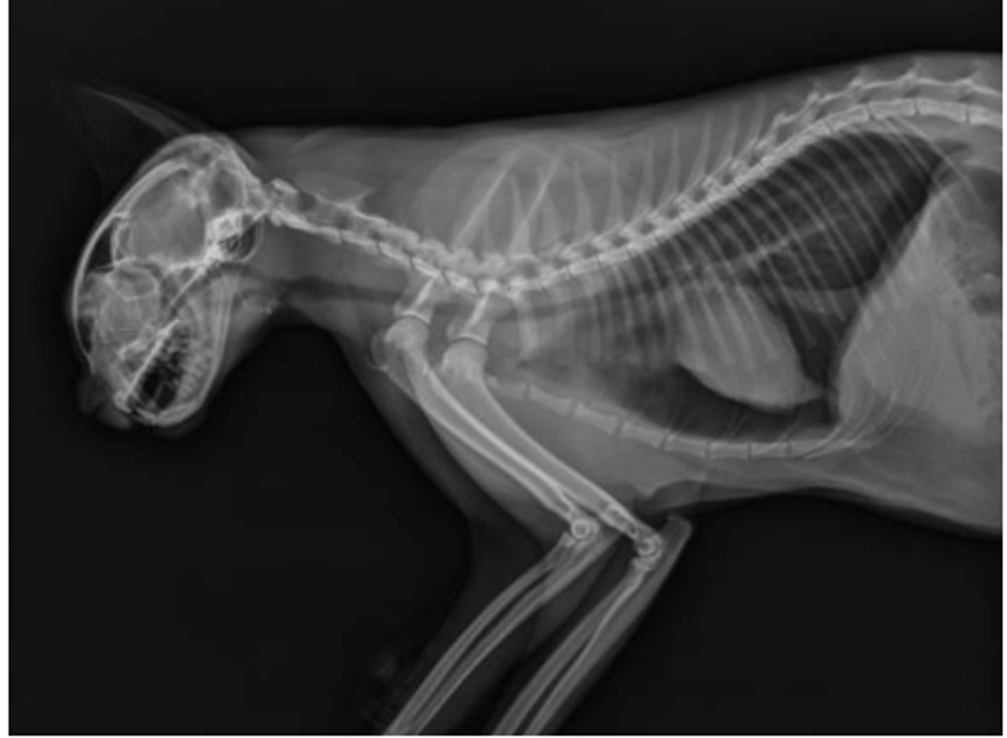 <p>What changes would you make to this radiograph of a feline?</p>