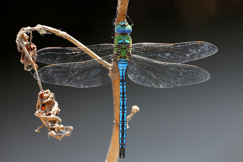 <p>Dragonflies</p>