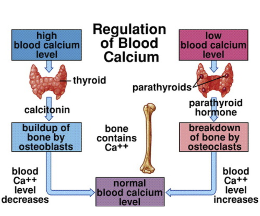 <ul><li><p>The <strong>thyroid gland</strong> detects the elevated calcium.</p></li><li><p>It releases <strong>calcitonin</strong> into the blood.</p></li><li><p>Inhibits <strong>osteoclasts</strong> (cells that break down bone).</p></li><li><p><strong>Reduces the release of calcium</strong> from bones into the blood.</p></li></ul><p></p>
