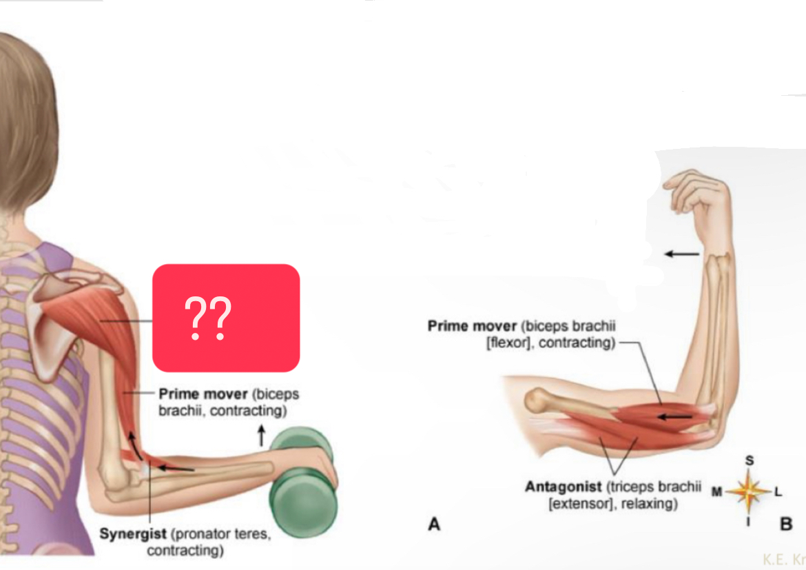 <p>What muscle?</p>