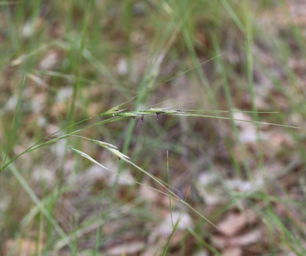 Texas wintergrass