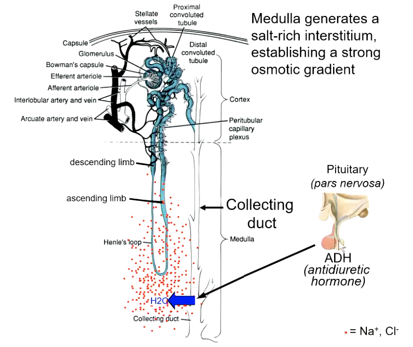 <p>antidiuretic hormone (ADH) released by posterior pituitary</p>