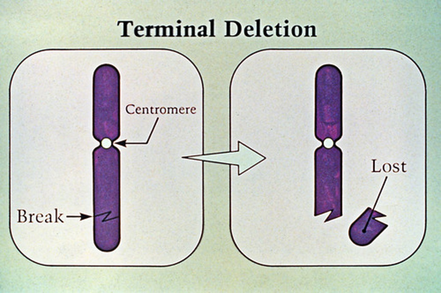 <p>loss of a segment from the end of the linear chromosome</p>