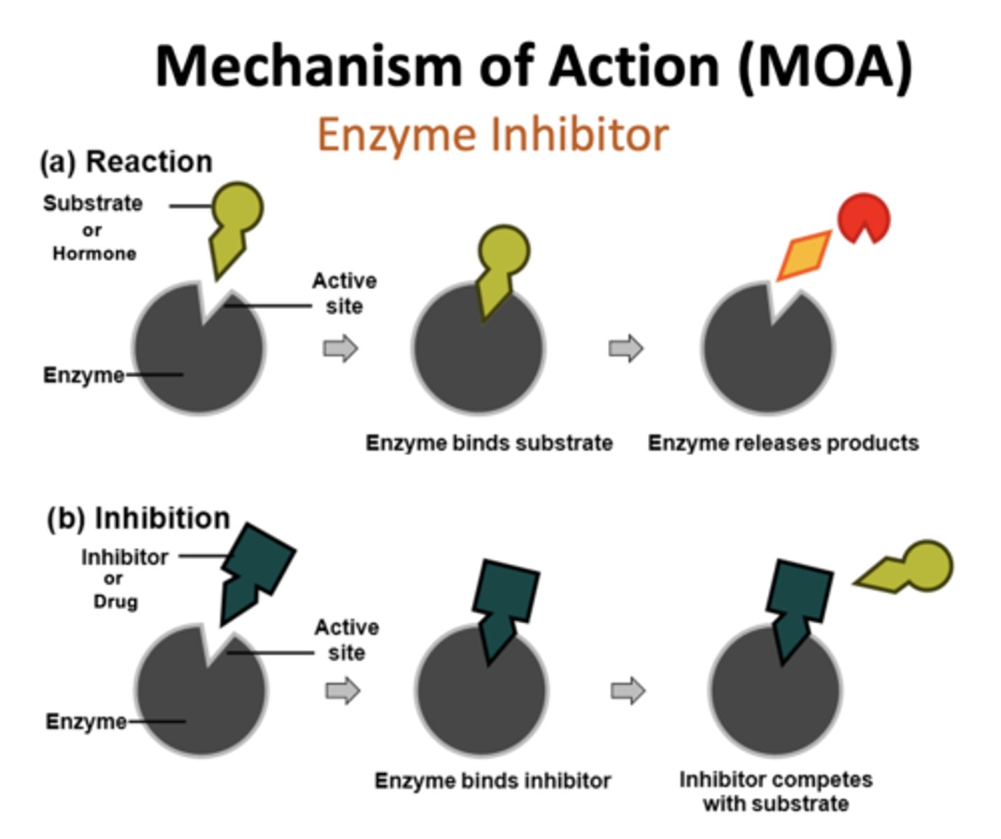 <p>Mechanism of Action (MOA): Enzyme Inhibitor</p>