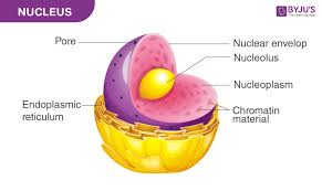 <p>DNA, nuclear envelope, nucleolus</p>