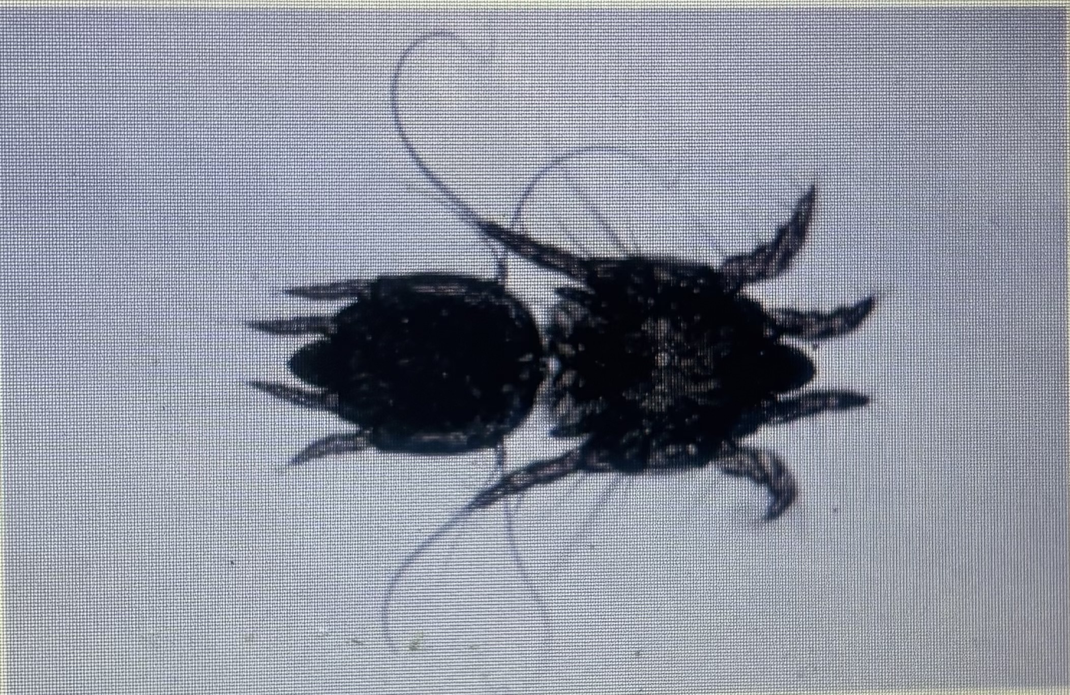 <p>Foot and tail/itchy leg mite</p><p>Large animal mite</p><p>Each species has its own variety but can infest other host</p>