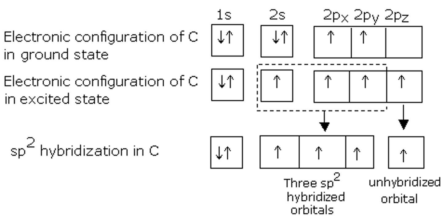 <p>One of the 2s orbital electrons jumps up to fill the empty 2p orbital. Two of the three 2p orbitals then hybridize with the single 2s orbital, forming three sp2 orbitals and leaving one remaining p orbital. There is a single electron in each of these 4 described orbitals.</p>