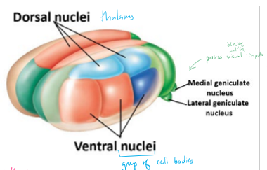 <p>What does the thalamus do?</p>