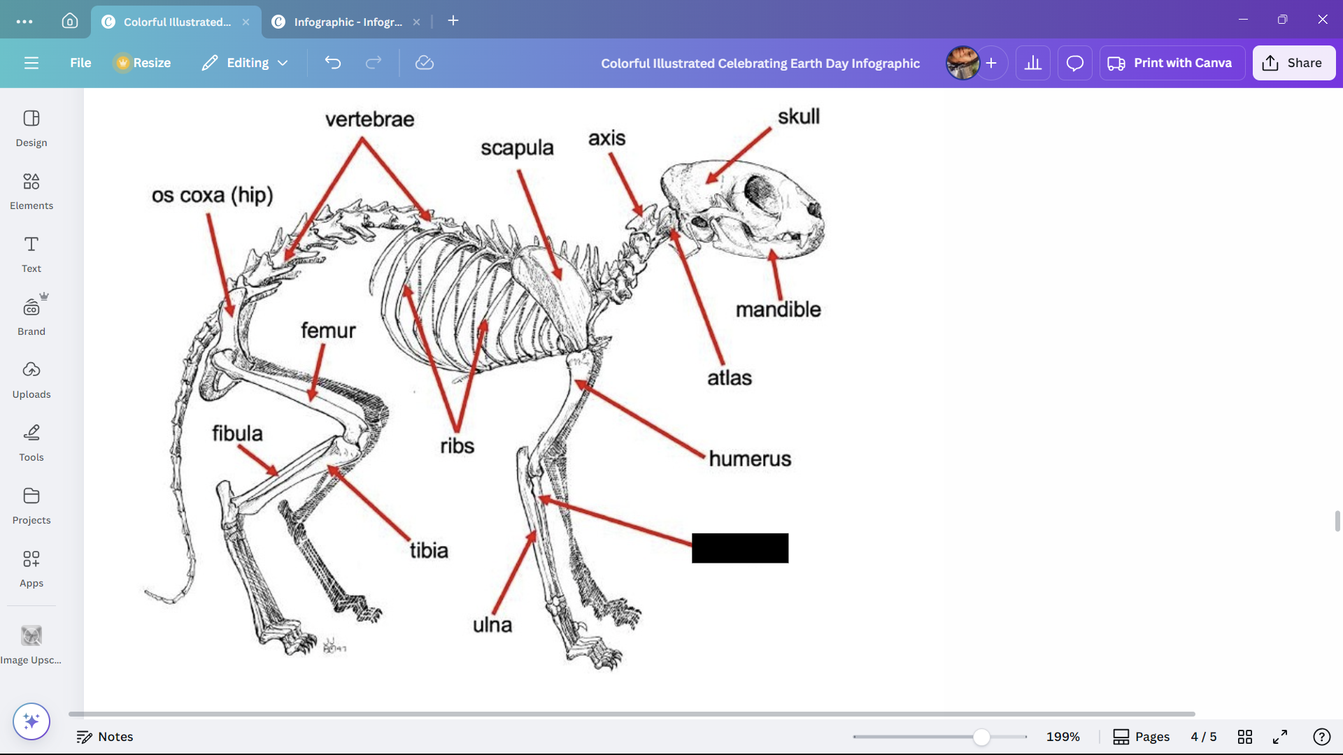 <p>One of the bones in the forearm of a cat.</p>
