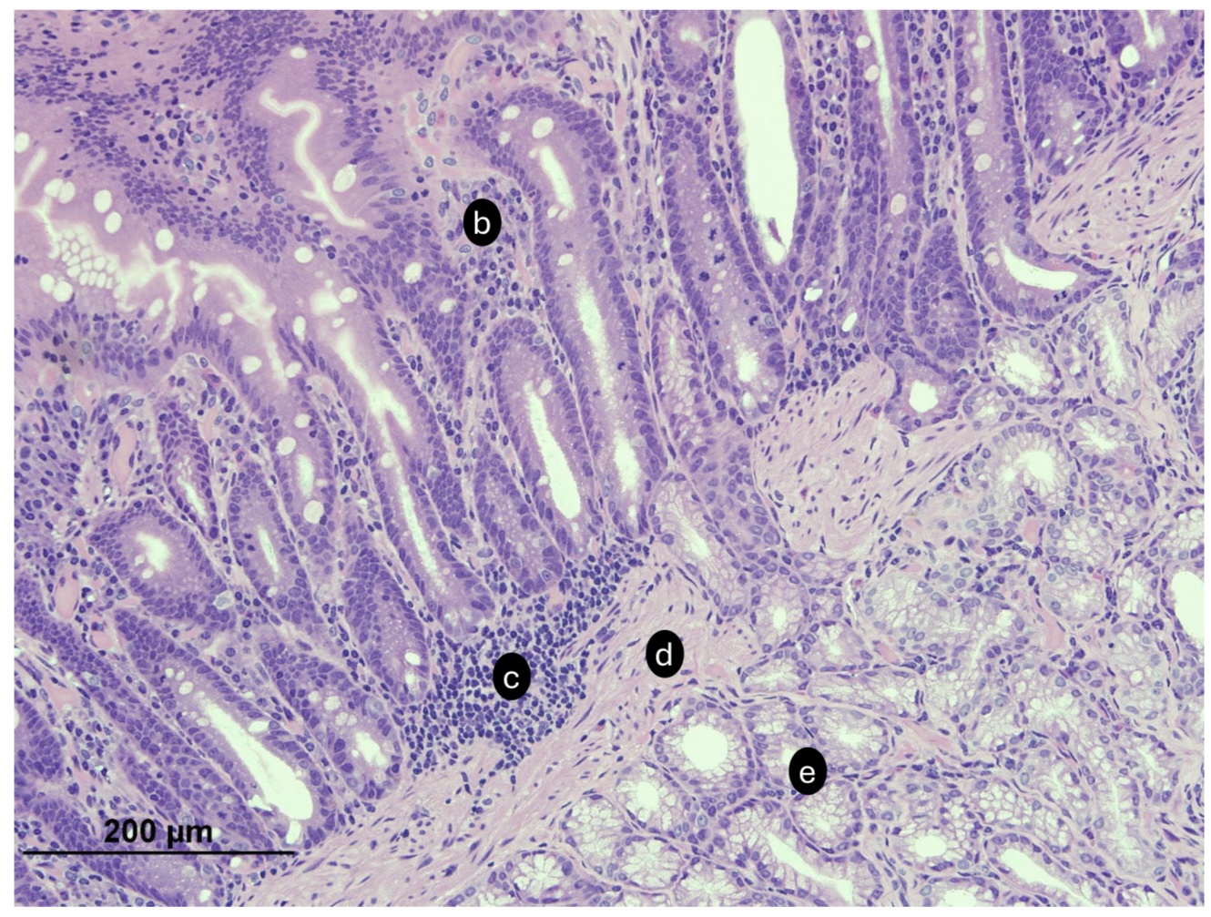 <p>A. ID the specific organ </p><p>B. ID the labeled region</p><p>C. ID the labeled structure </p><p>D. ID the labeled structure </p><p>E. ID the labeled tissue and the specific region and glands is in.</p>