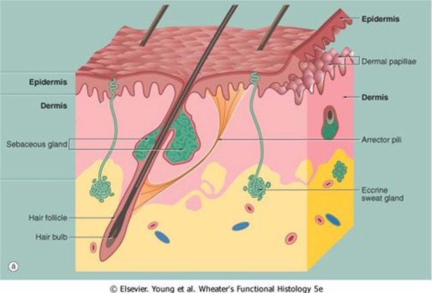 <p>Outer skin layer, stratified squamous epithelium, providing protection and water retention.</p>