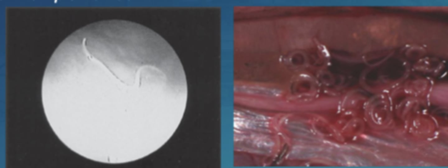 <p>- free in the peritoneal cavity</p><p>- forming very numerous tangles attached to the peritoneum</p><p>- larvae coiled in a flat spiral and encapsulated in peritoneum, mesentery, liver or muscles often hypoxial</p>