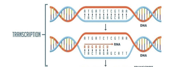 <p>RNA polymerase synthesizes a complementary RNA strand from a DNA template, copying the gene’s code into pre-mRNA.</p>