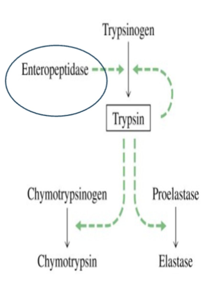 <p>• initially secreted (Pancreatic Precursors) as inactive peptidases</p><p>• must be enzymatically cleaved to form active peptidases within the small Intestinal Lumen</p><p>• activation cascade is initiated by the brush border enzyme ENTEROKINASE (also called Enteropeptidase-)</p><p>→ cleaves a hexapeptide from the pancreatic precursor Trypsinogen, forming proteolytically active Trypsin</p>