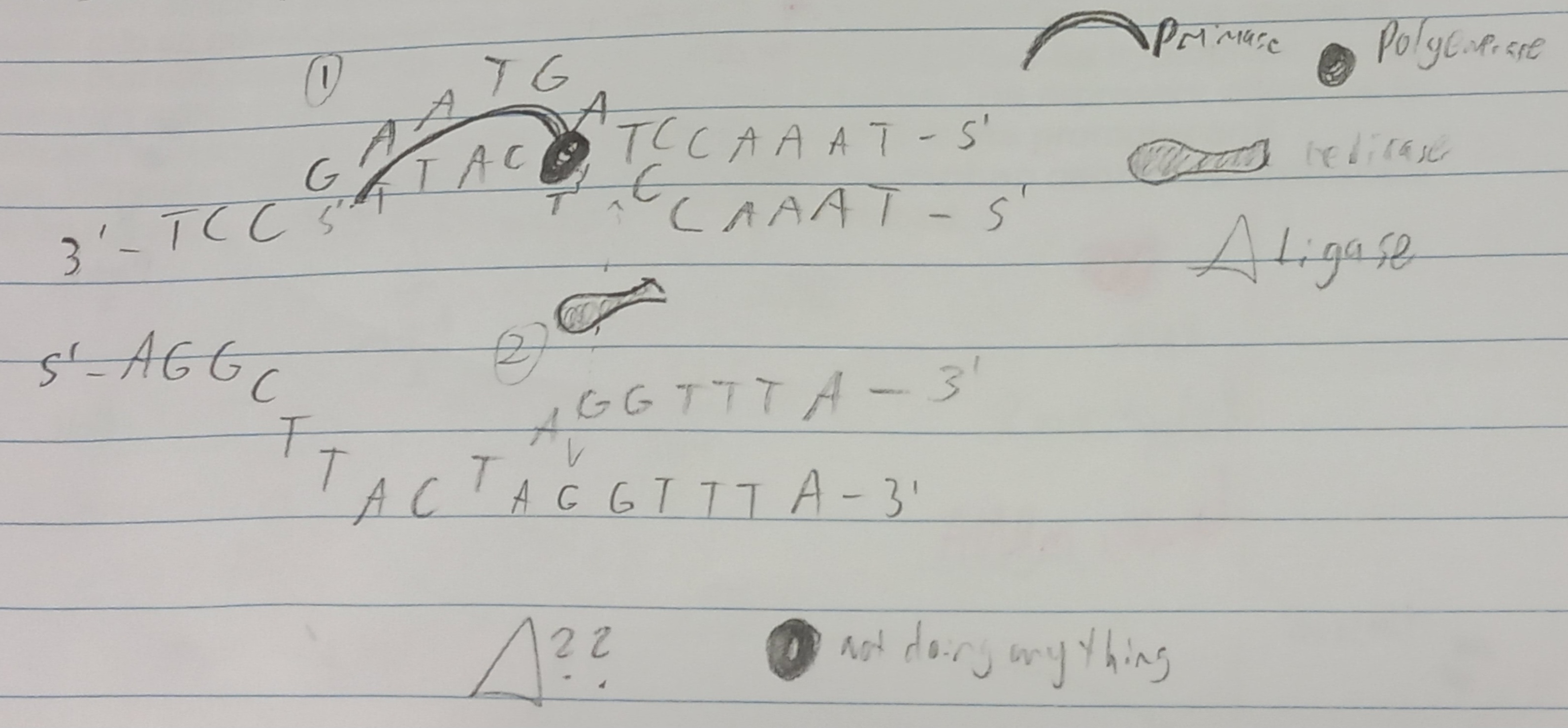 <p>Why? Create 2nd set of DNA prior to cellular reproduction.</p><p>When? S phase of interphase.</p><p>Where? Eukaryotes Nucleus.</p><p>How? ENZYMES</p><p>Result? Semi-conservative strand</p>
