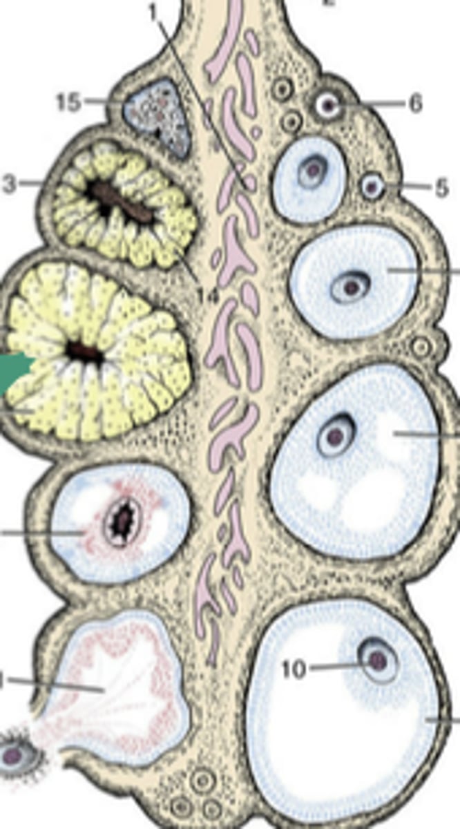 <p>-scar tissue that is remnant of the CL</p><p>-CA = white body</p>